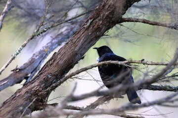 tui