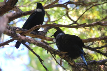 tui
