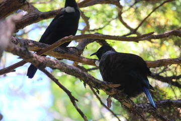 tui