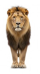 Obraz premium Male African Lion Standing Front View Brown Tan Mane White Background Wildlife Animal Portrait