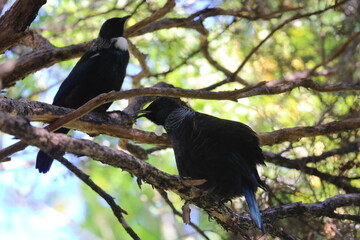 tui