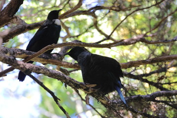 tui