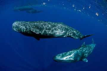 Naklejka premium Sperm Whale swimming in Dominica waters (photo taken under Dominica permit)