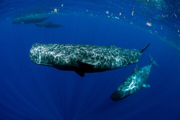 Sperm Whale Swimming Dominica Waters