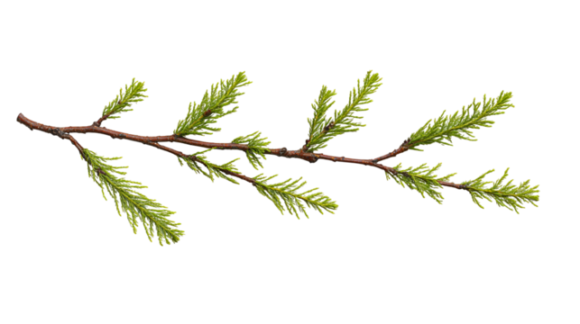 Green Cedar Branch Isolated Black Background,