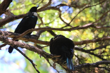 tui