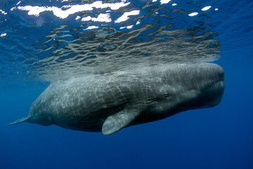 Sperm Whale swimming in Dominica waters (photo taken under Dominica permit)
