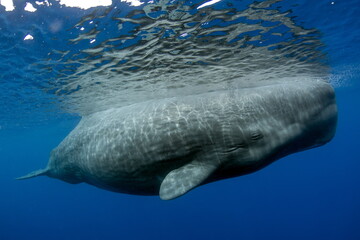 Naklejka premium Sperm Whale swimming in Dominica waters (photo taken under Dominica permit)