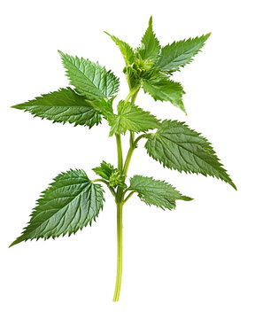 Green Nettle Plant Stem Leaves Isolated Black Background