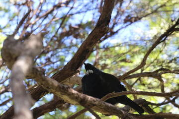 tui