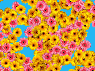 Yellow and pink gerbera flowers