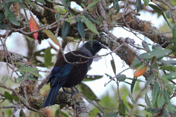 tui
