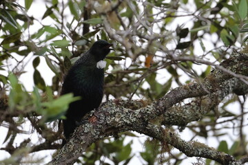 tui