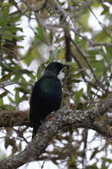 tui