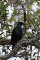 tui