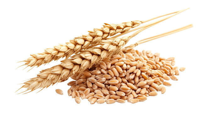 Wheat stalks and grains harvest bounty