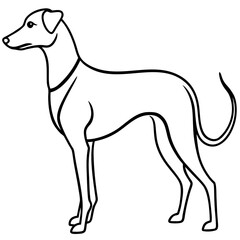 Elegant greyhound dog standing profile silhouette isolated on white background