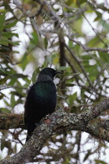 tui