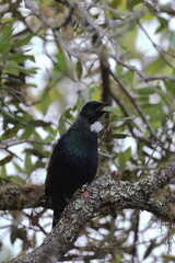 tui