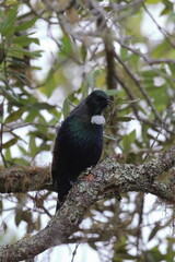 tui
