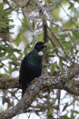 tui