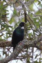 tui