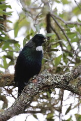 tui