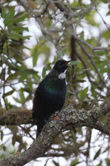 tui