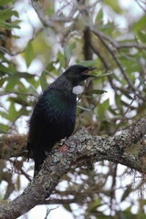 tui