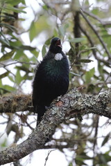 tui