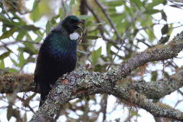 tui