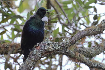 tui