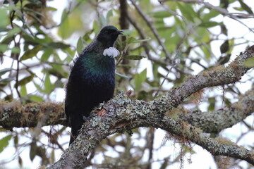 tui