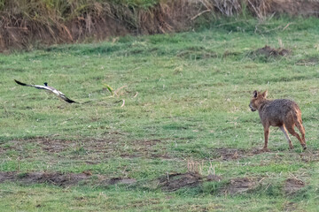 Golden Jackal Canis aureus hunting Red-wattled Lapwing Vanellus indicus in Pakistan wetlands Rare...