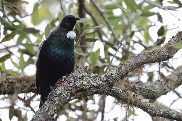 tui