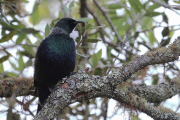 tui