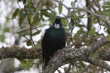 tui