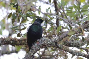 tui