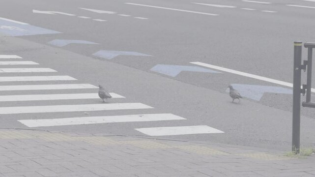 【4K log撮影】早朝東京の鳩