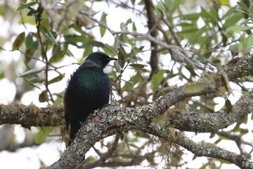 tui