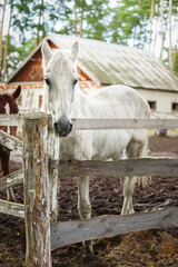 A horse in nature. Portrait of a horse, white horse