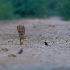Young Golden Jackal Canis aureus intently watching Pied Bushchats Saxicola caprata in Pakistan...