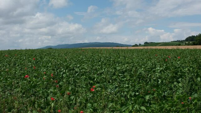 Landwirtschaft in der Schweiz, Ackerbau am Stadtrand von Z&uuml;rich in der Schweiz, b&auml;uerliche Schweizer Landschaft in R&uuml;mlang im Monat Juni, ein gr&uuml;nes Feld im Sommer bei bew&ouml;lktem Himmel