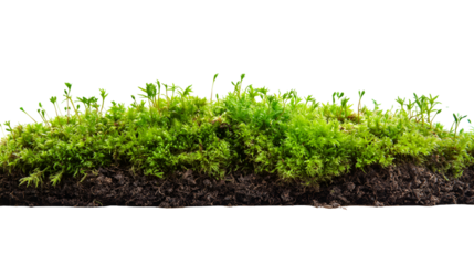 Lush green moss patch on dark soil background
