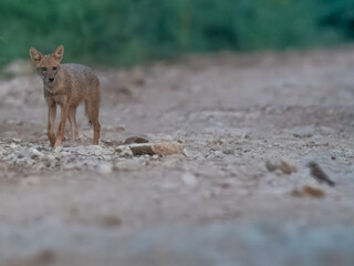 Young Golden Jackal Canis aureus intently watching Pied Bushchats Saxicola caprata in Pakistan...