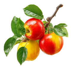 Fresh Red and Yellow Apples on Branch with Green Leaves on white background