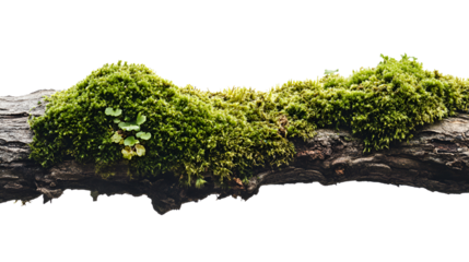 Lush green moss covering a dark tree branch