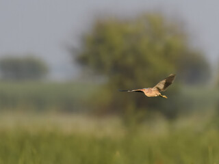 Yellow Bittern Ixobrychus sinensis summer breeding visitor to Pakistan wetlands Indus River swamps secretive waterbird wildlife conservation climate change biodiversity birding photography