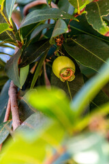 Syzygium jambos pertenece a la familia de Myrtaceae.