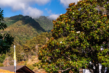 Magnolia grandiflora pertenece a la familia de Magnoliaceae.